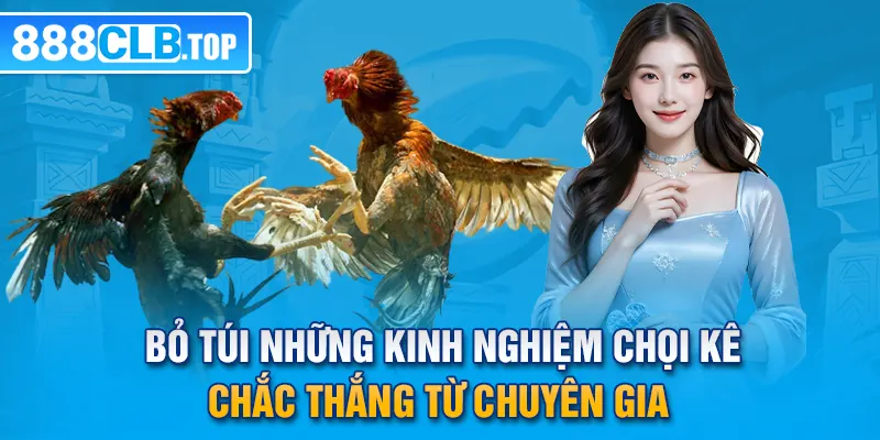 Bỏ túi những kinh nghiệm chọi kê chắc thắng từ chuyên gia 