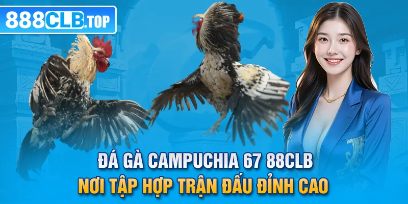 Đá Gà Campuchia 67 88CLB - Nơi Tập Hợp Trận Đấu Đỉnh Cao