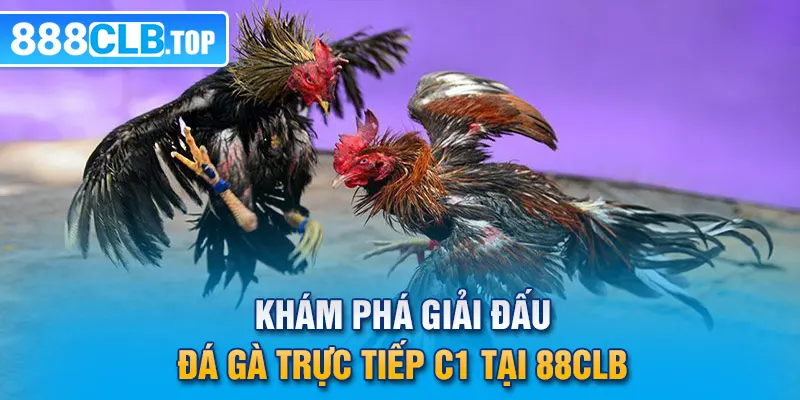 Khám phá giải đấu đá gà trực tiếp C1 tại 88CLB