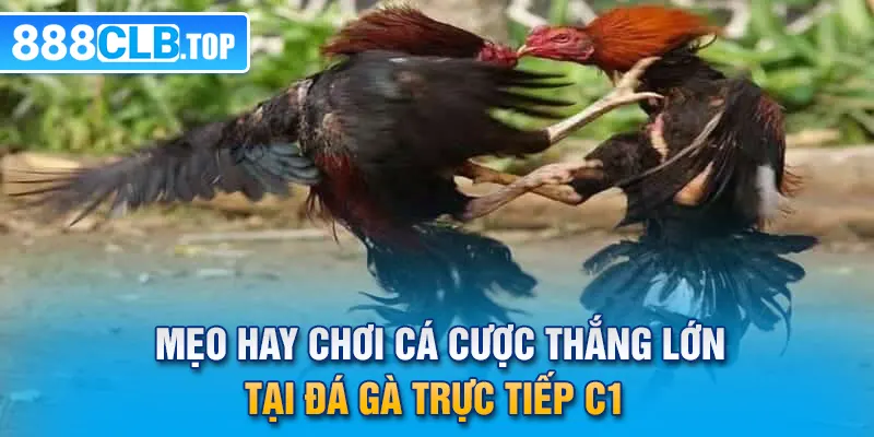 Mẹo hay chơi cá cược thắng lớn tại đá gà trực tiếp C1 