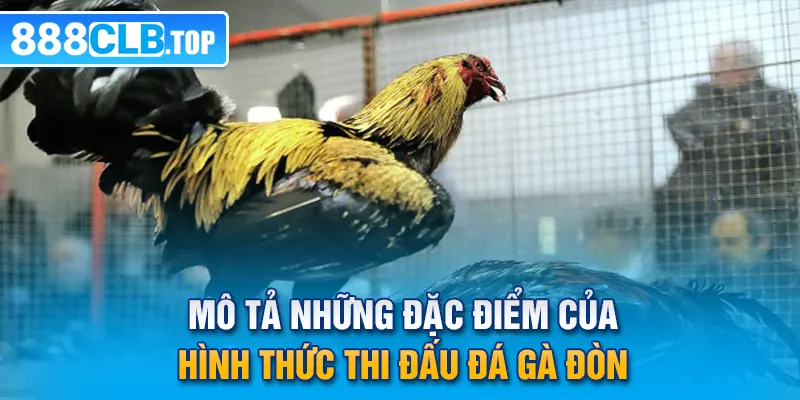 Mô tả những đặc điểm của hình thức thi đấu đá gà đòn