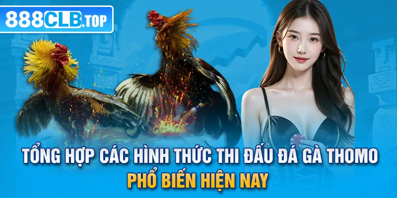 Tổng hợp các hình thức thi đấu đá gà Thomo phổ biến hiện nay 